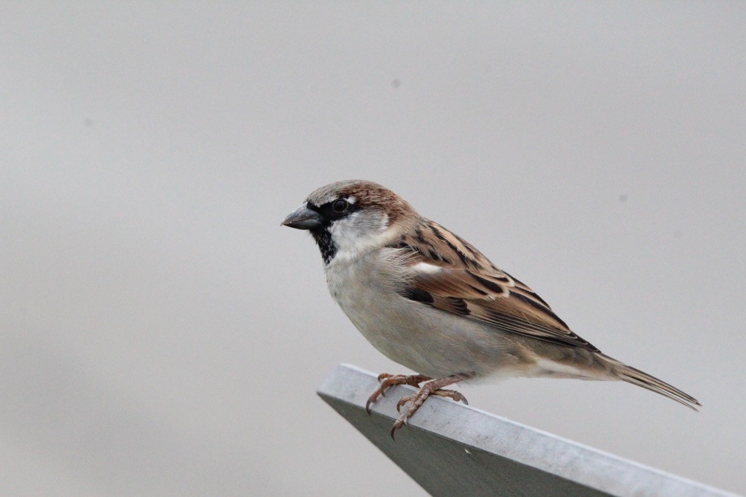 House Sparrow - ML645999359