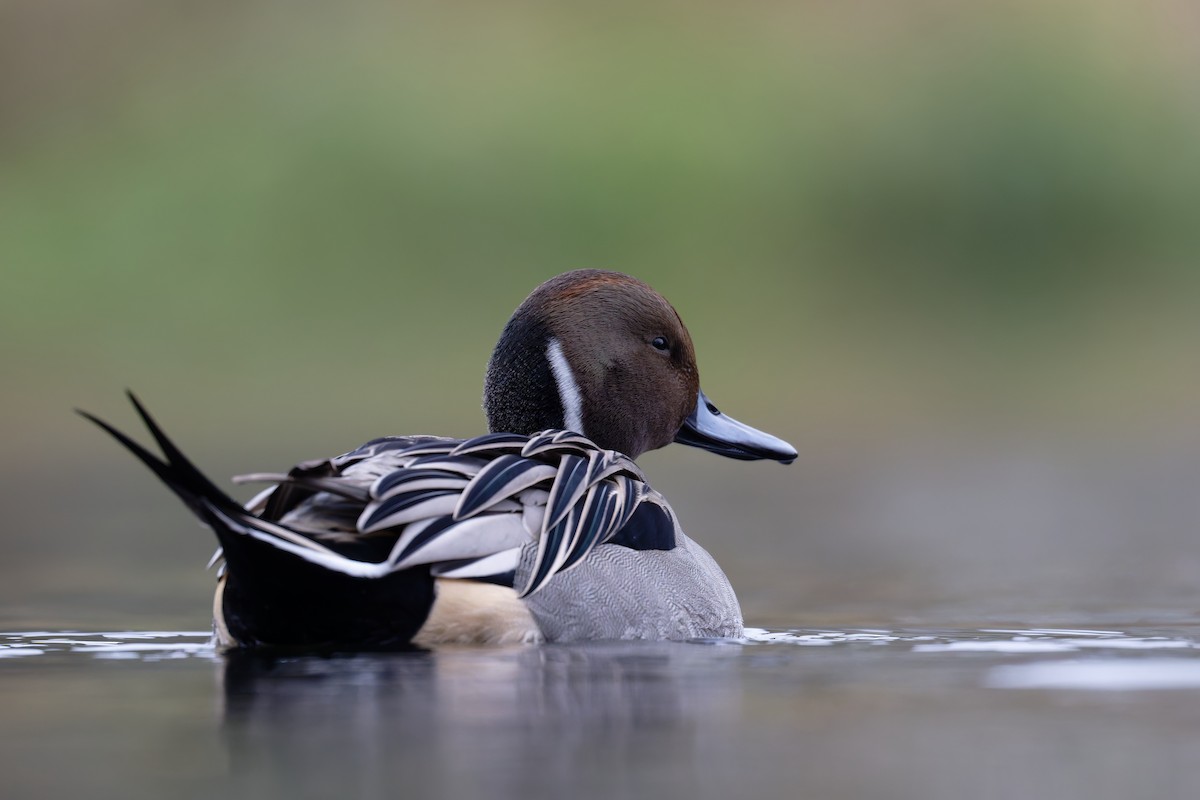 Northern Pintail - ML645999360