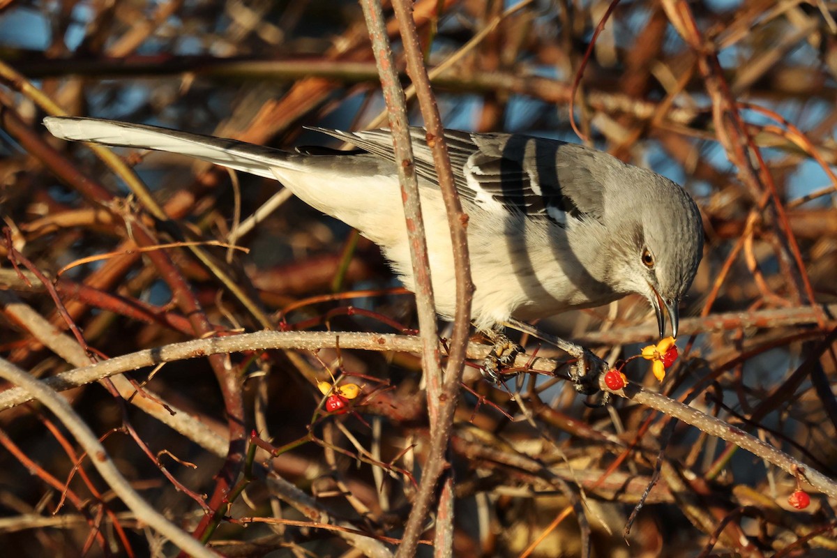 Northern Mockingbird - ML645999370
