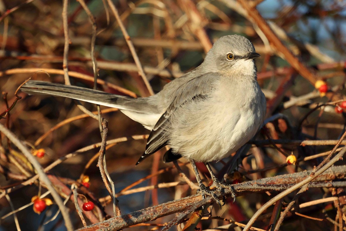 Northern Mockingbird - ML645999371