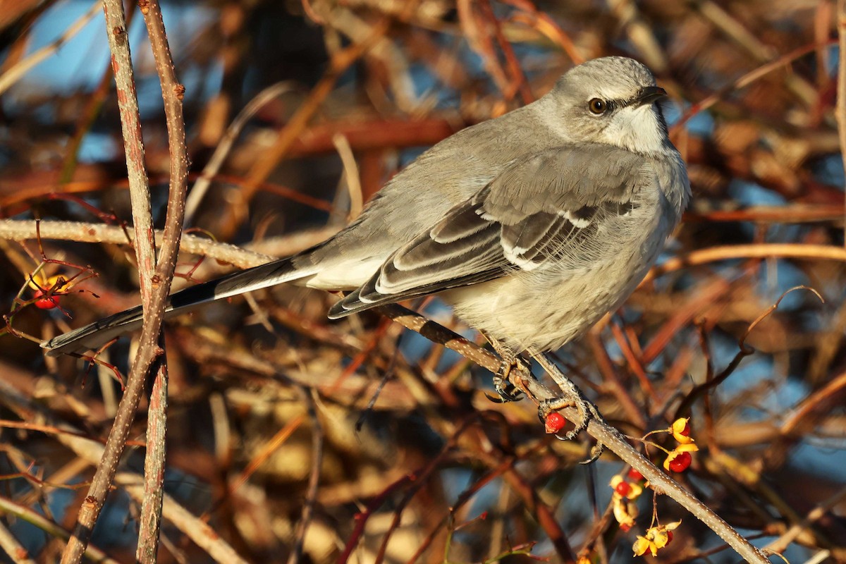 Northern Mockingbird - ML645999372