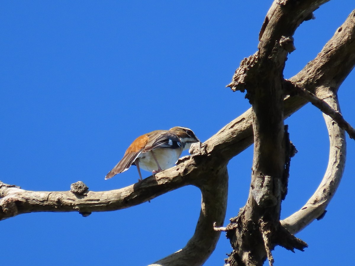 Bearded Scrub-Robin - ML645999374