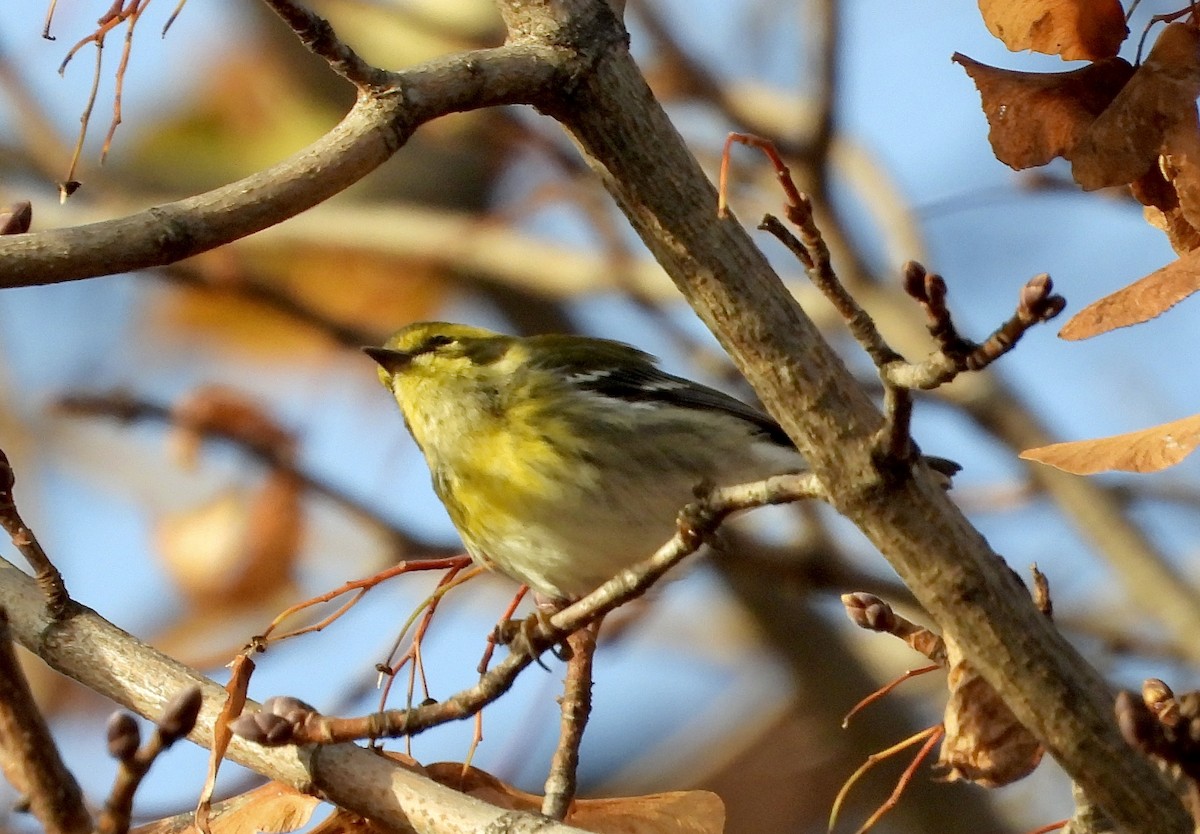 Townsend's Warbler - ML645999375