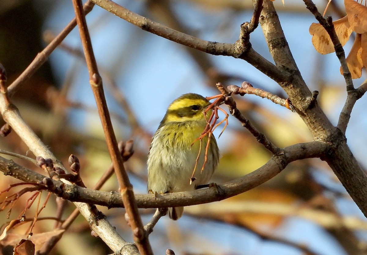 Townsend's Warbler - ML645999376