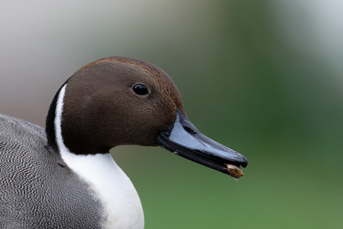 Northern Pintail - ML645999378