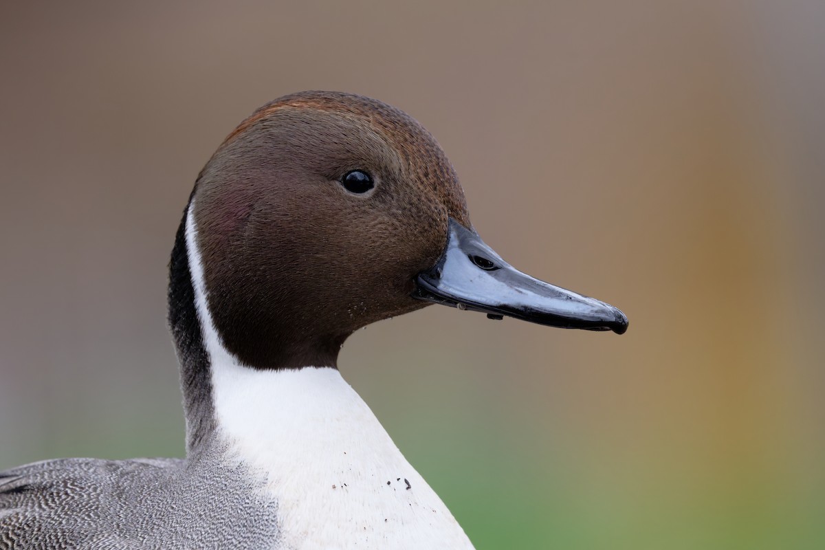 Northern Pintail - ML645999379