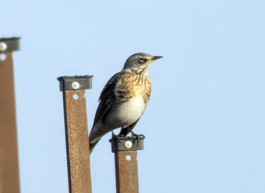 Fieldfare - ML645999382