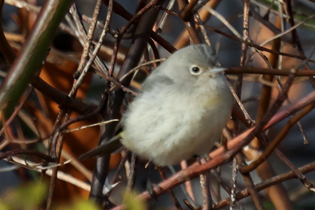 Червоїд жовтоволий - ML645999384