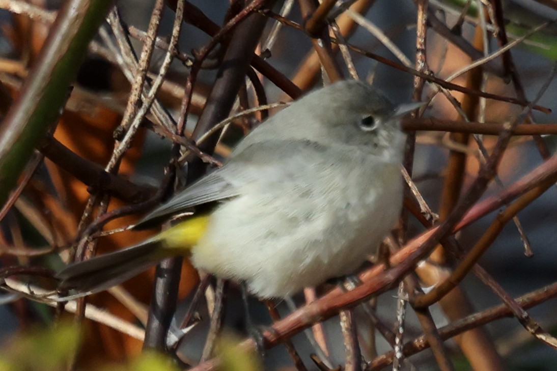 Червоїд жовтоволий - ML645999385