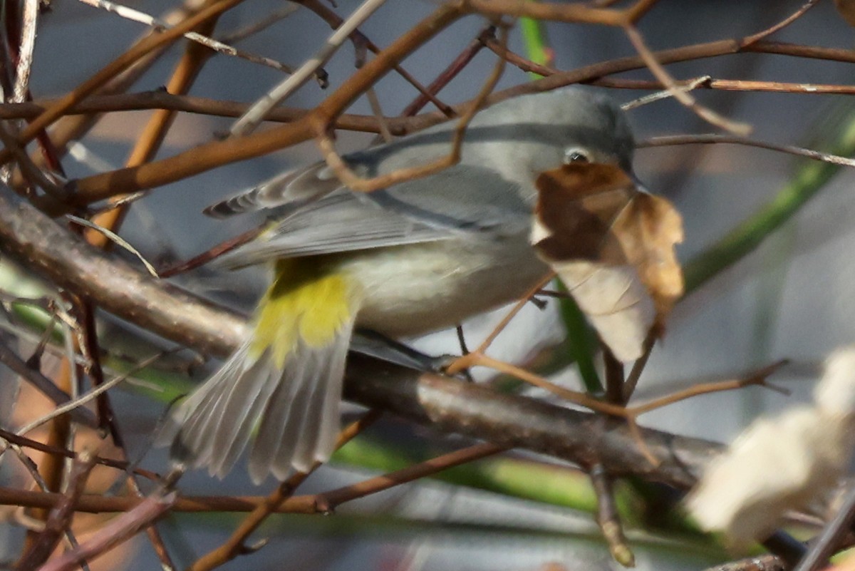 Червоїд жовтоволий - ML645999386