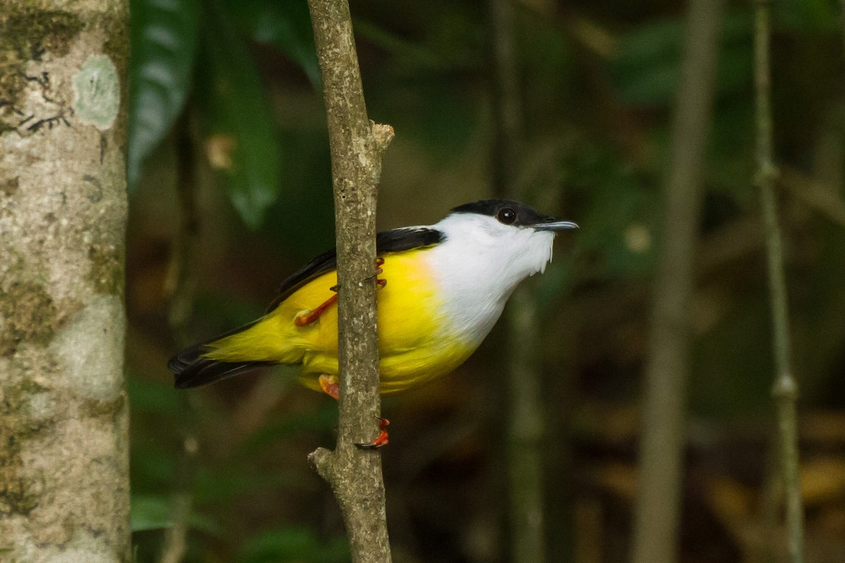 White-collared Manakin - ML645999388