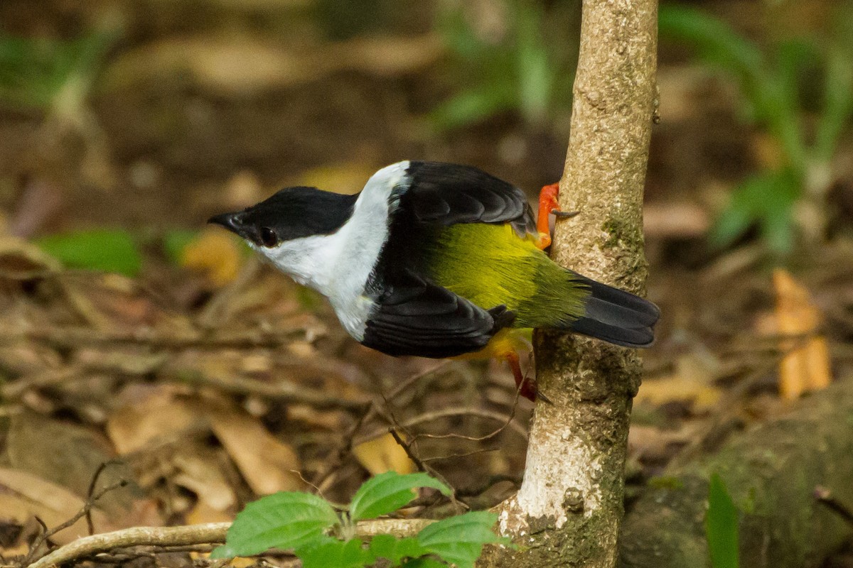 White-collared Manakin - ML645999389