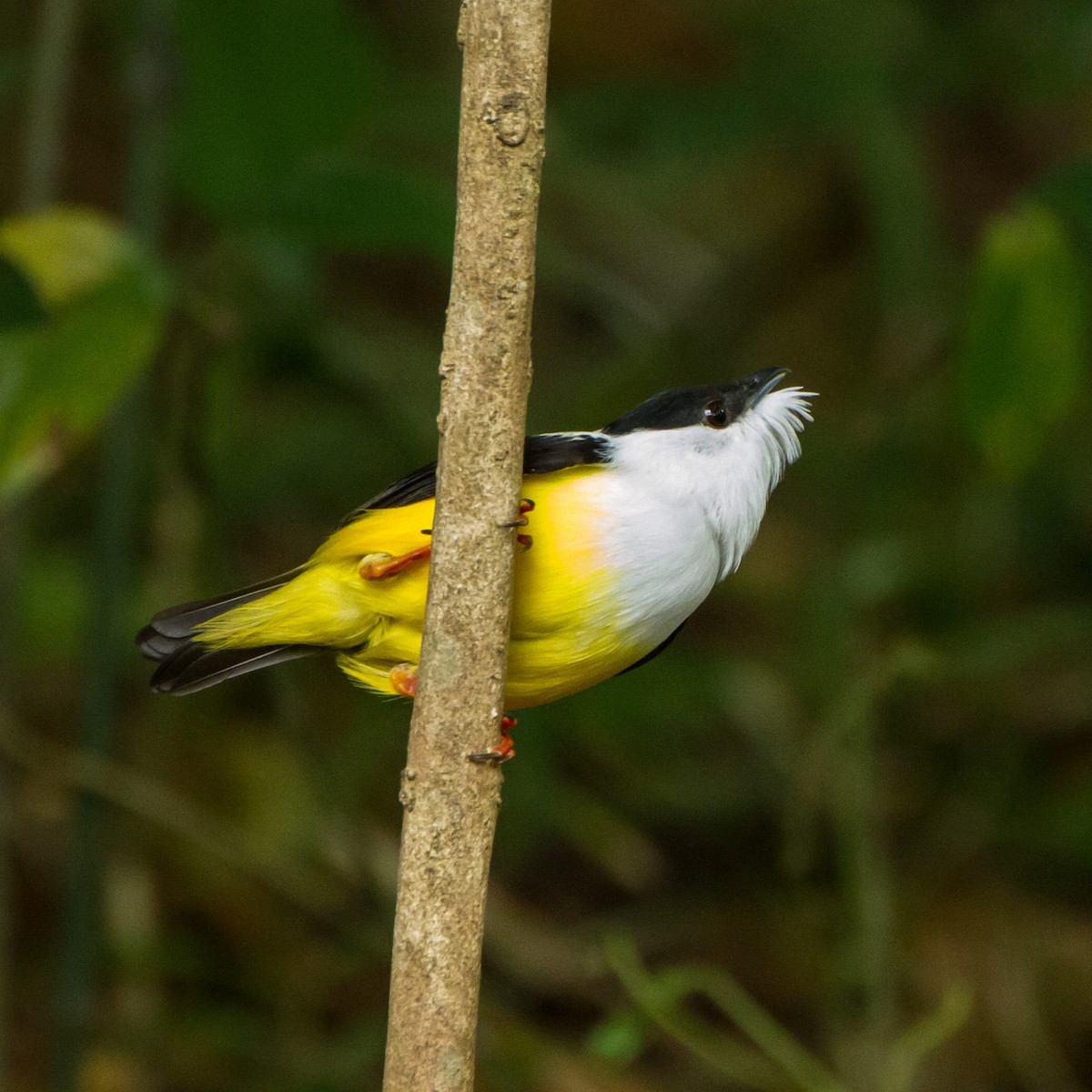 White-collared Manakin - ML645999390