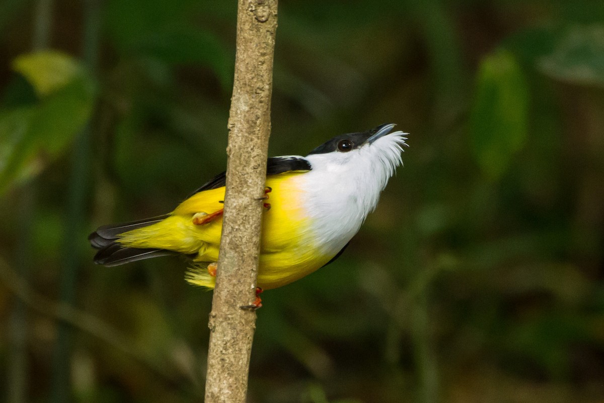 White-collared Manakin - ML645999391