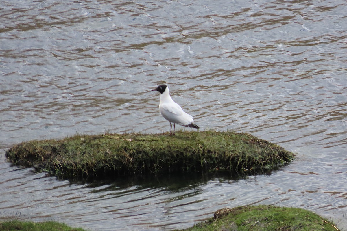 Andean Gull - ML645999392