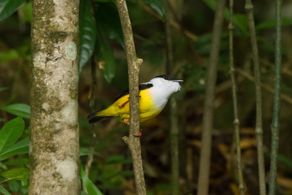 White-collared Manakin - ML645999393