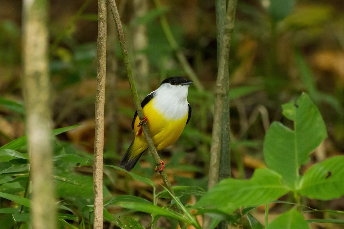 White-collared Manakin - ML645999394