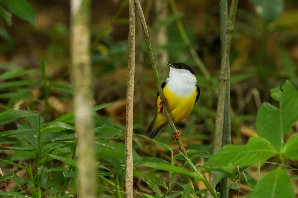 White-collared Manakin - ML645999395