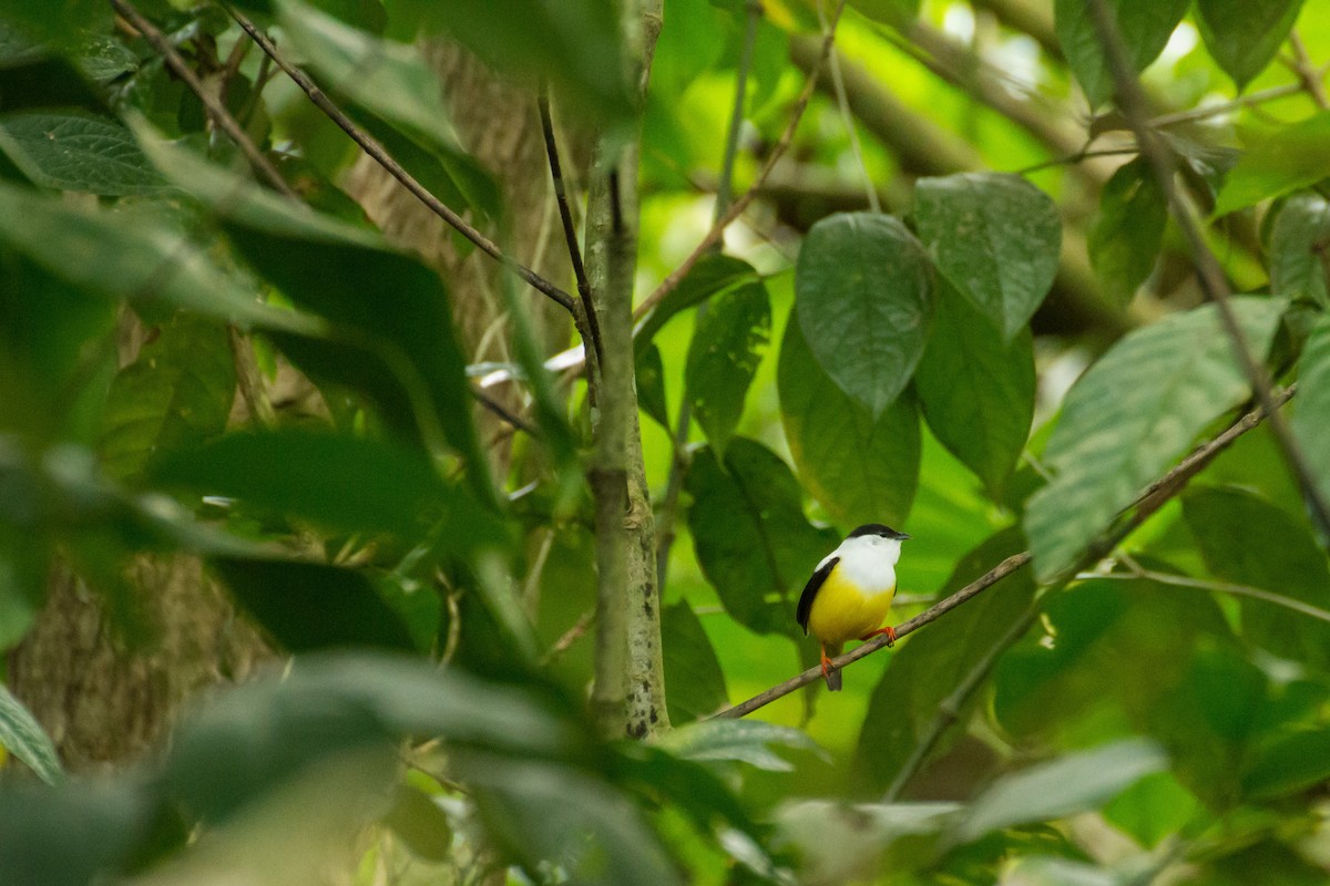 White-collared Manakin - ML645999396