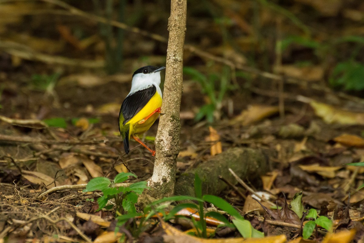 White-collared Manakin - ML645999397