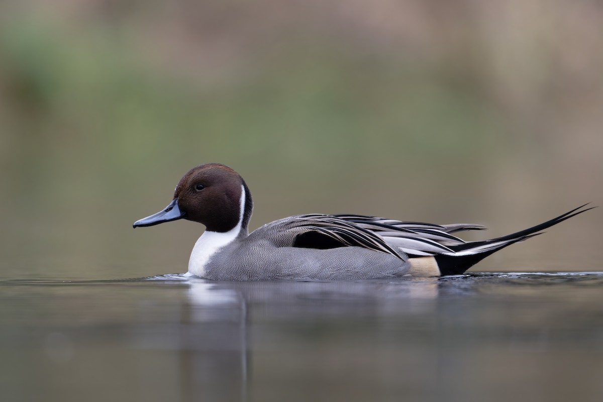 Northern Pintail - ML645999398