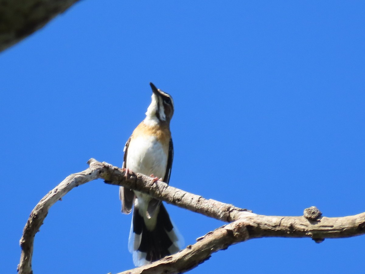 Bearded Scrub-Robin - ML645999399