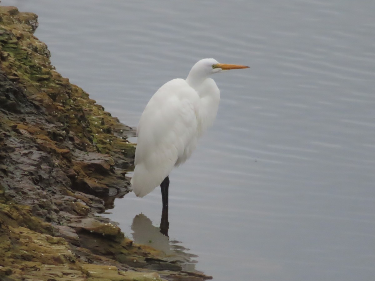 Airone bianco maggiore - ML645999404