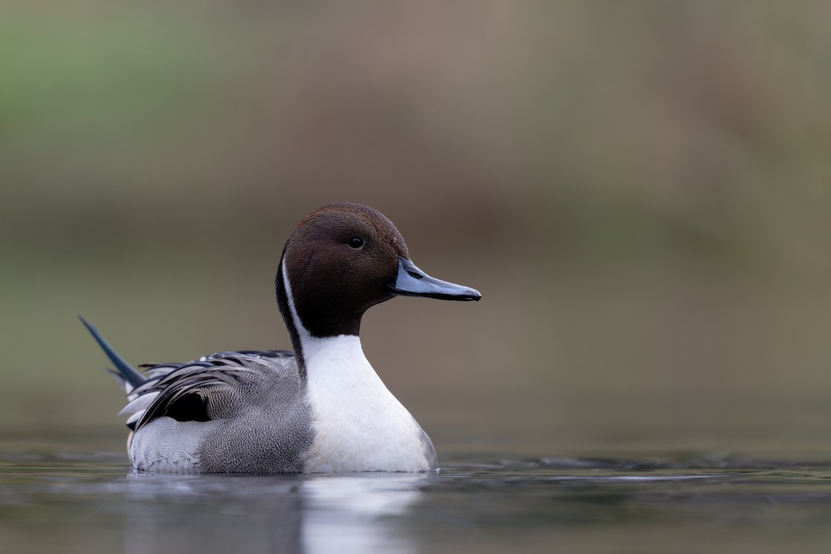 Northern Pintail - ML645999405