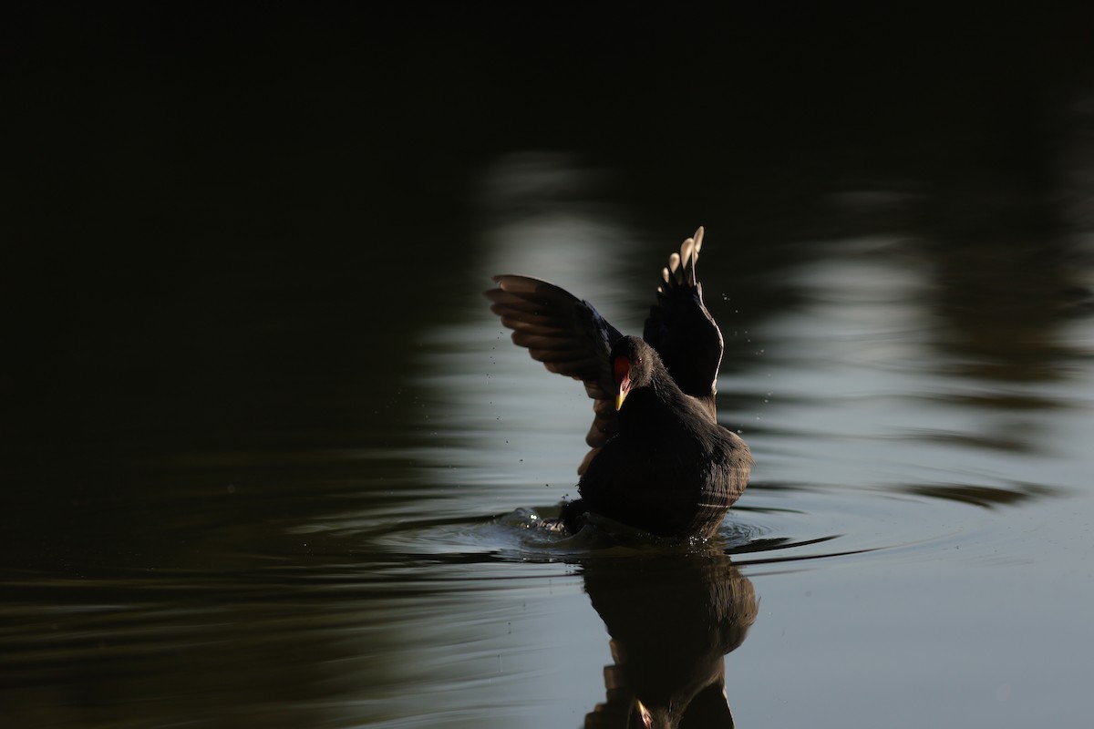 Камышница - ML645999410