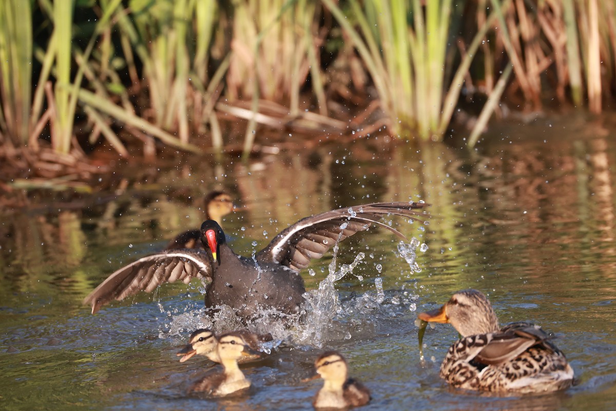 Камышница - ML645999411