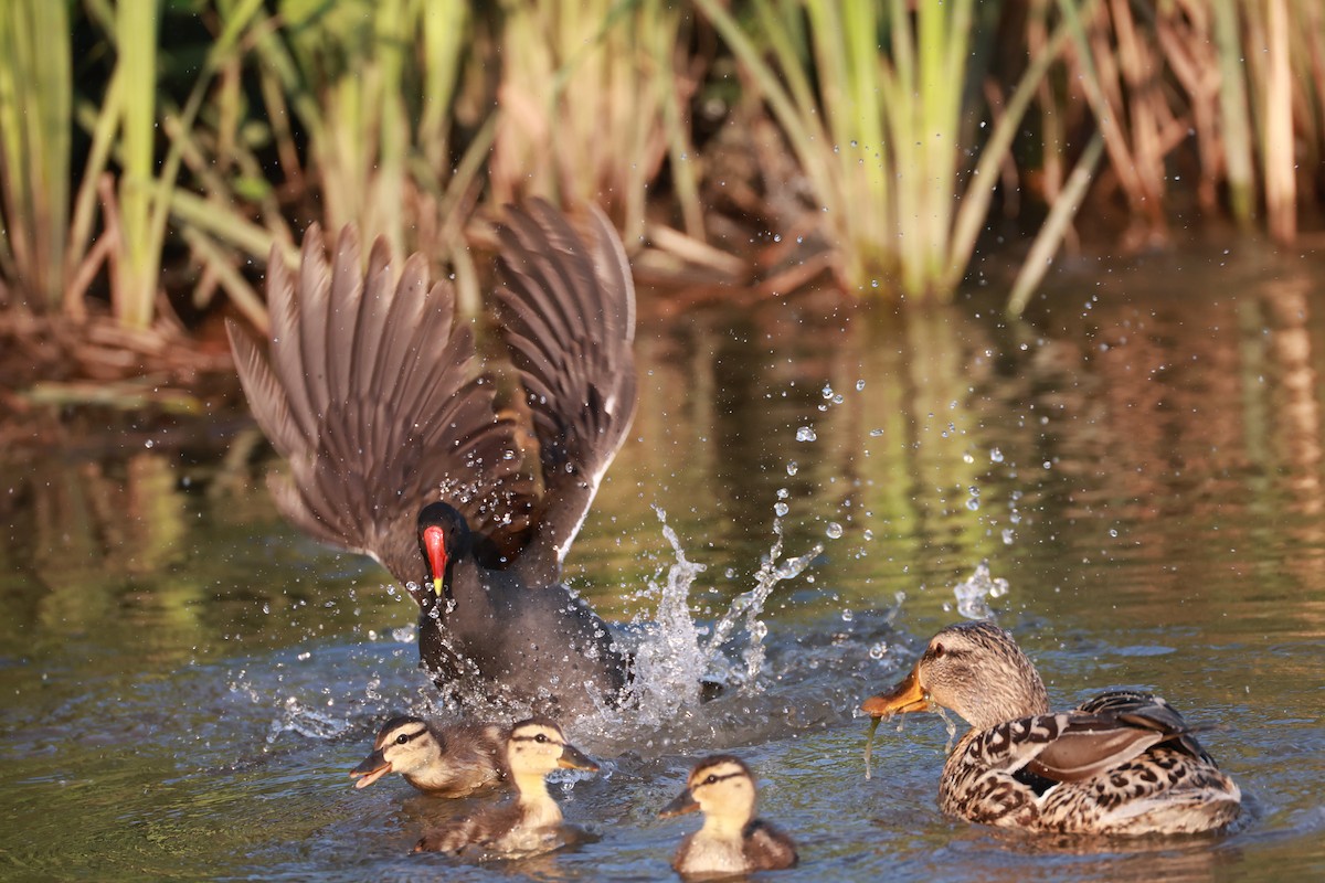 Камышница - ML645999413