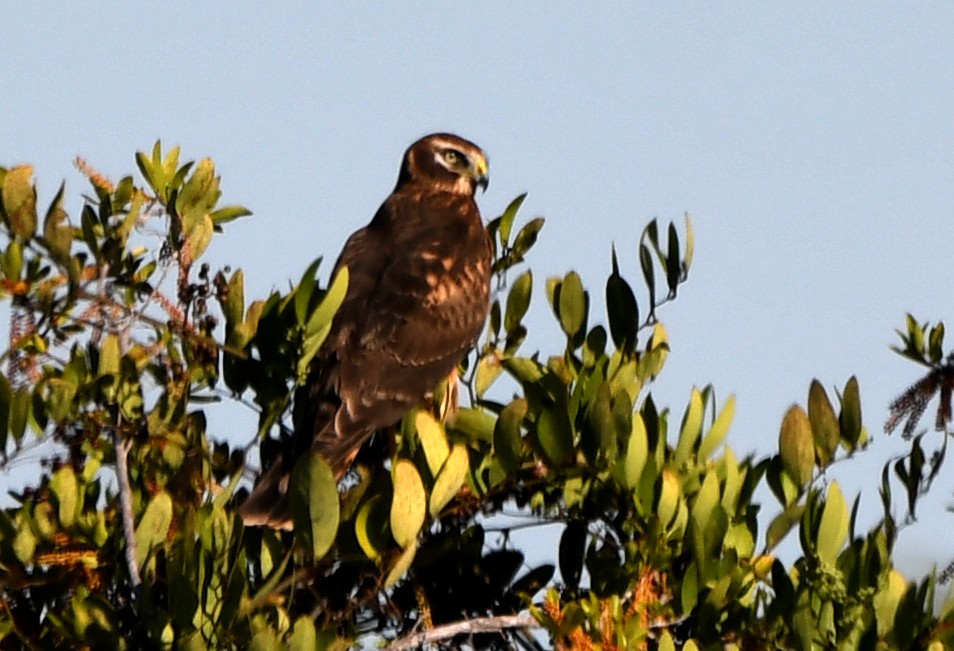 Американский лунь - ML645999417