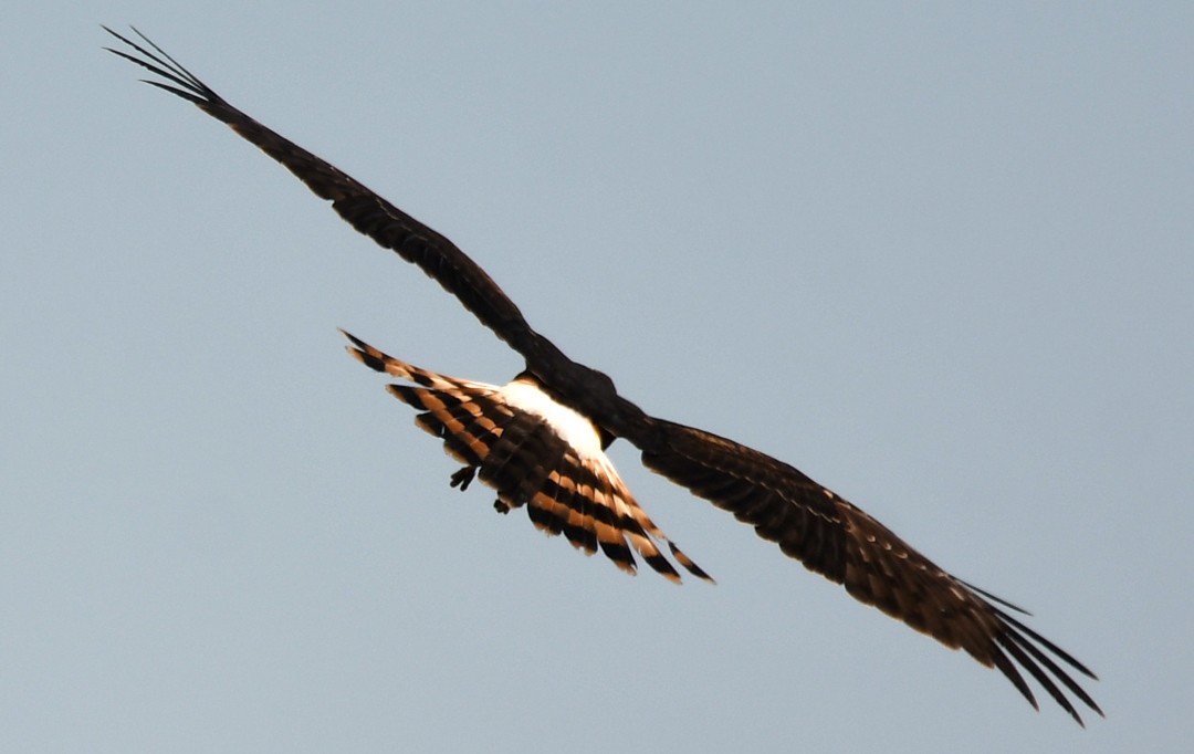 Американский лунь - ML645999418