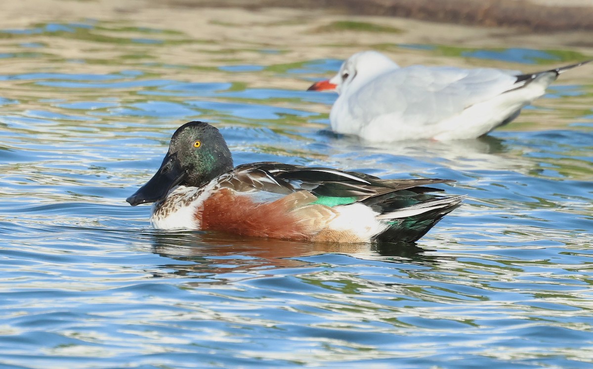 Широконоска - ML645999419