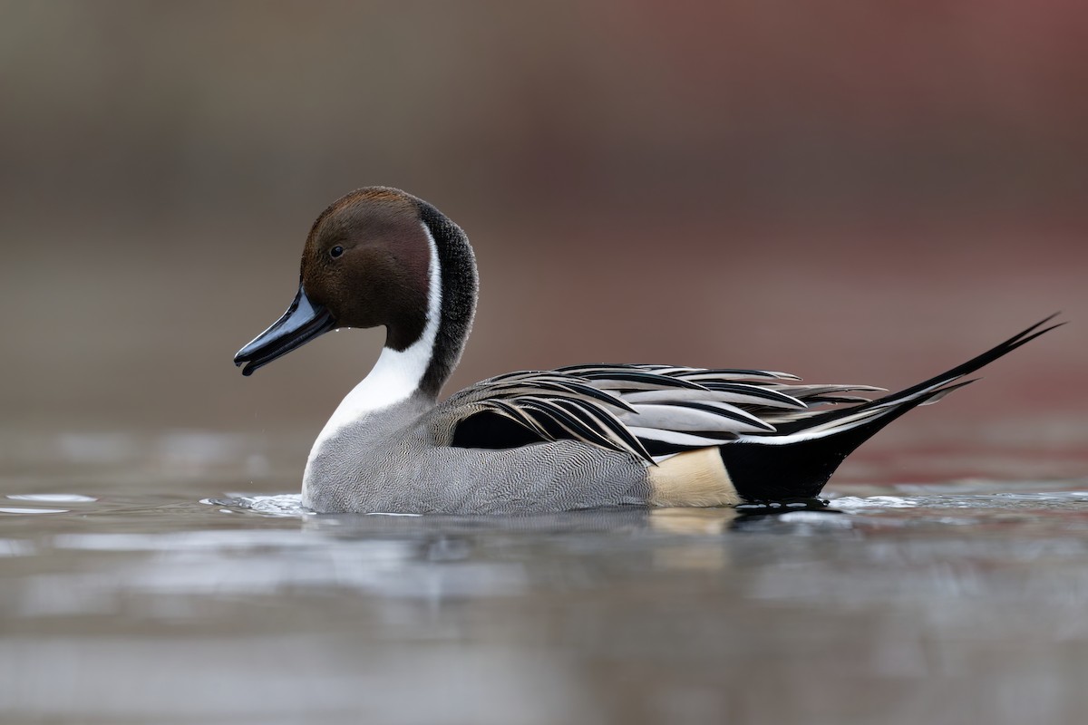 Northern Pintail - ML645999420