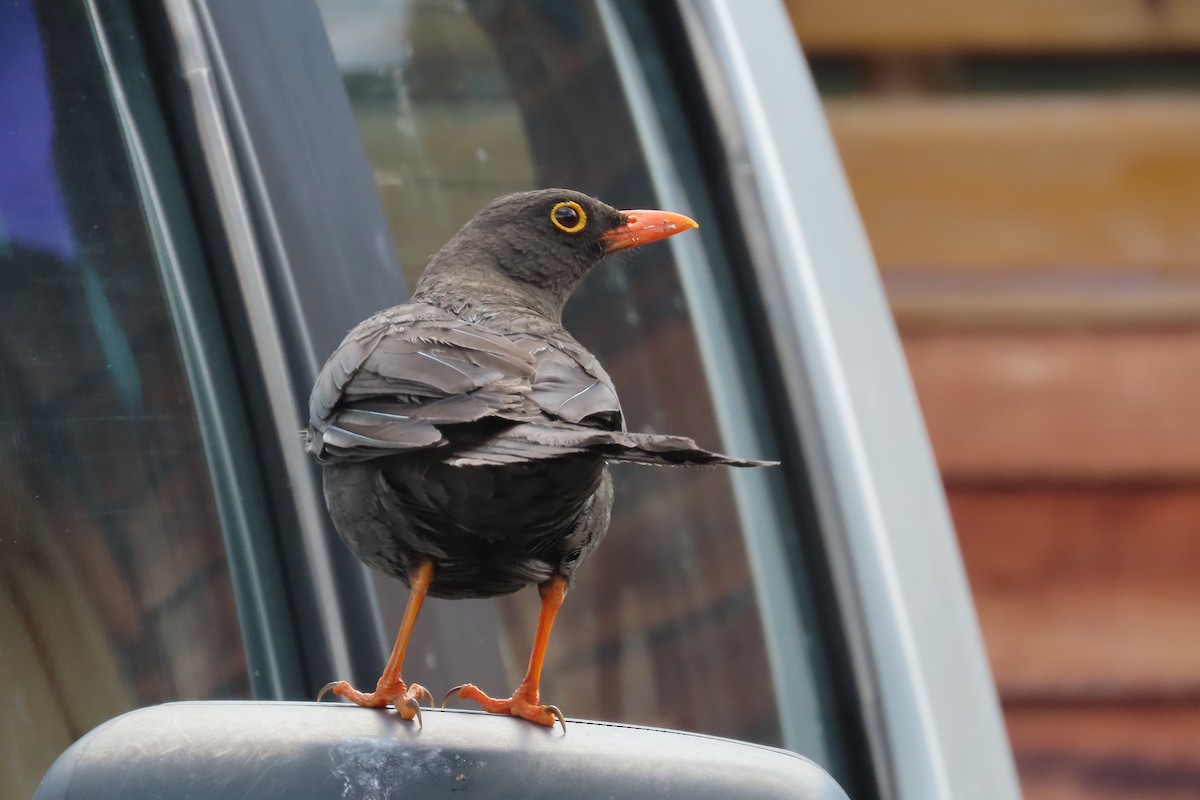 Большой дрозд - ML645999421