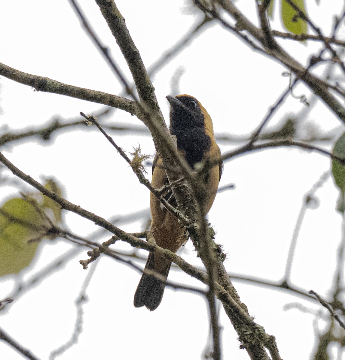 Разноцветная танагра - ML645999422