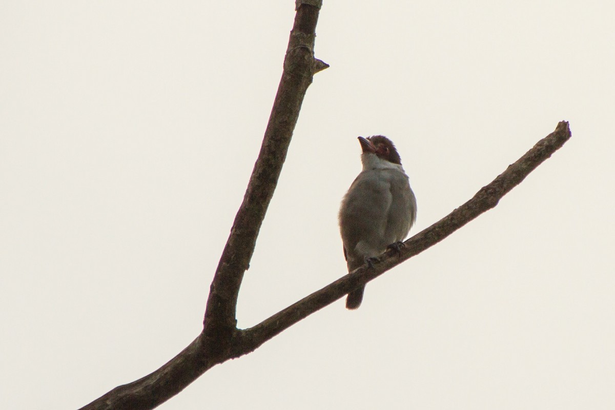 Масковая титира - ML645999423