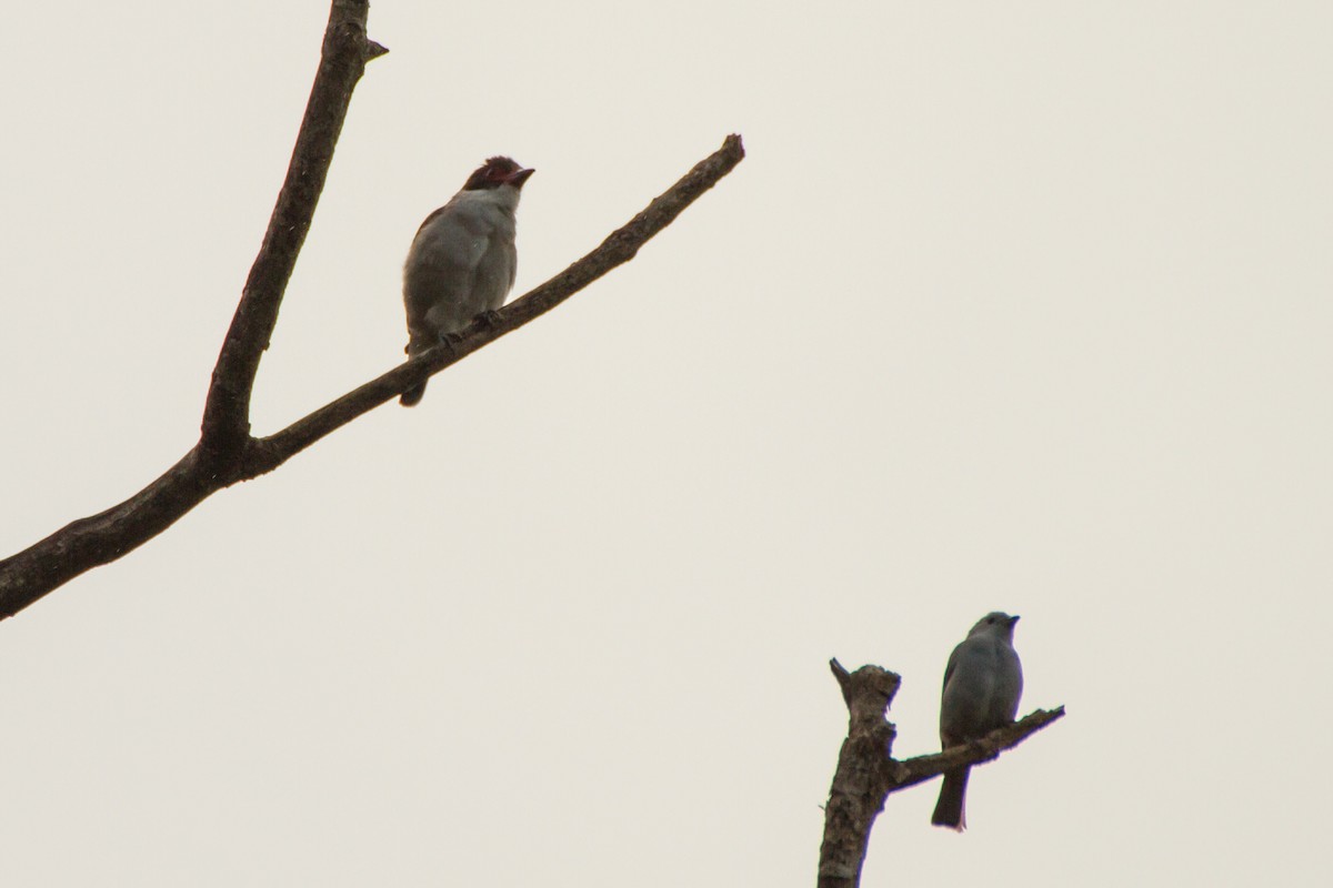 Масковая титира - ML645999424