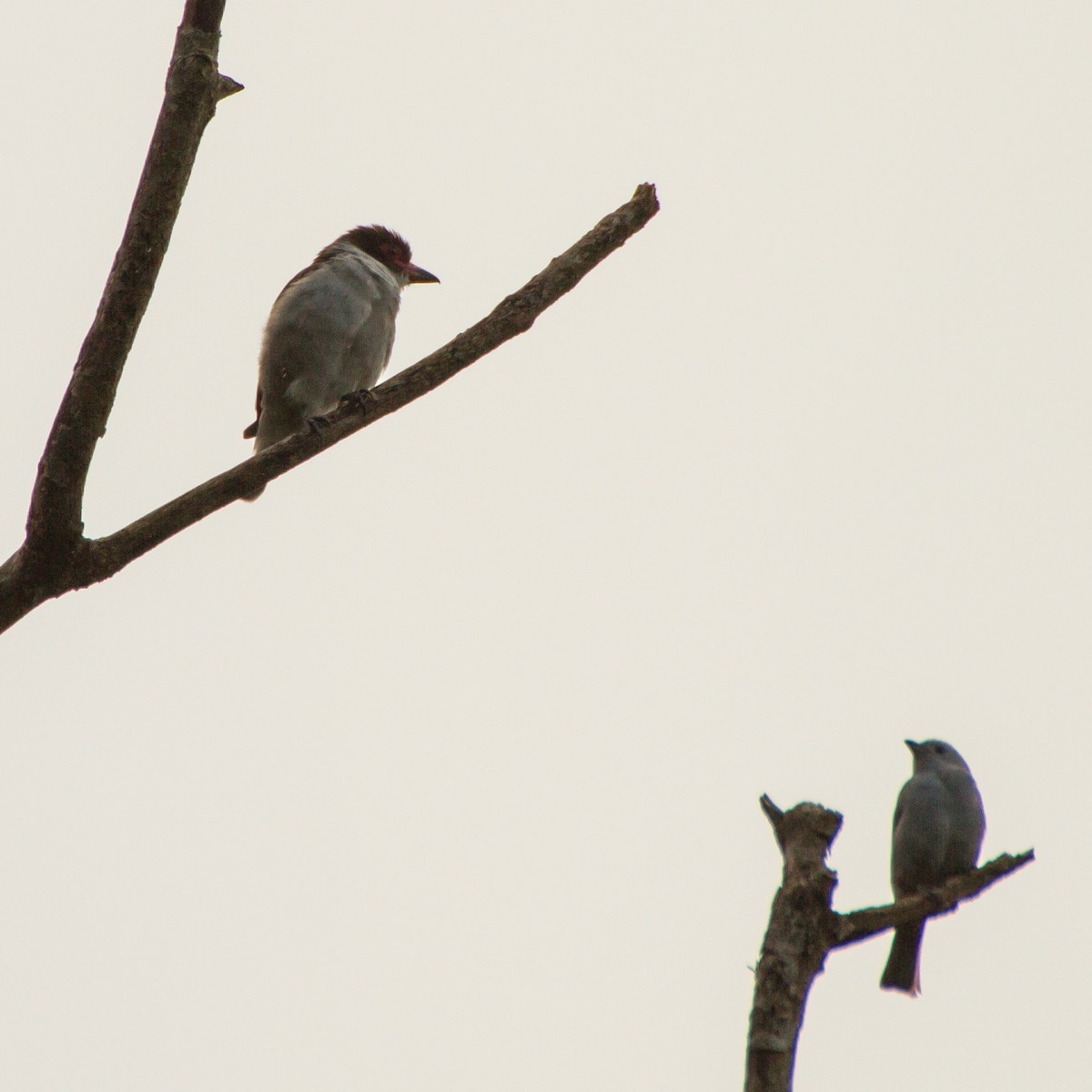 Масковая титира - ML645999425