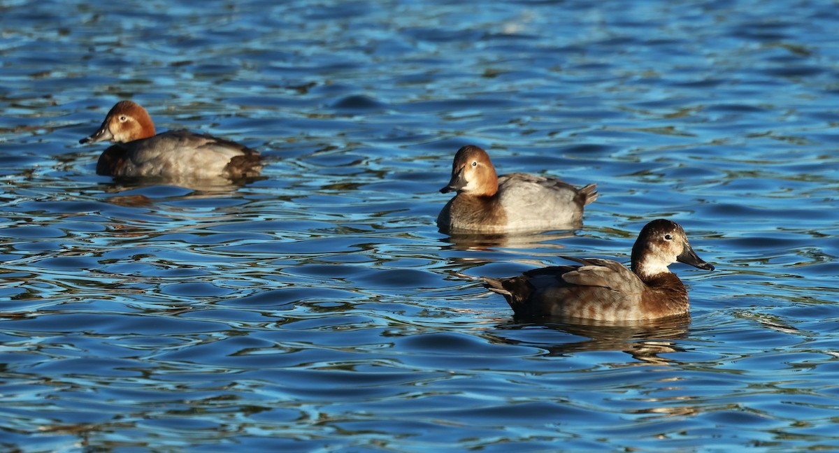 Красноголовый нырок - ML645999426