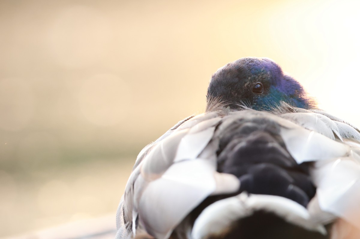 Кряква - ML645999429