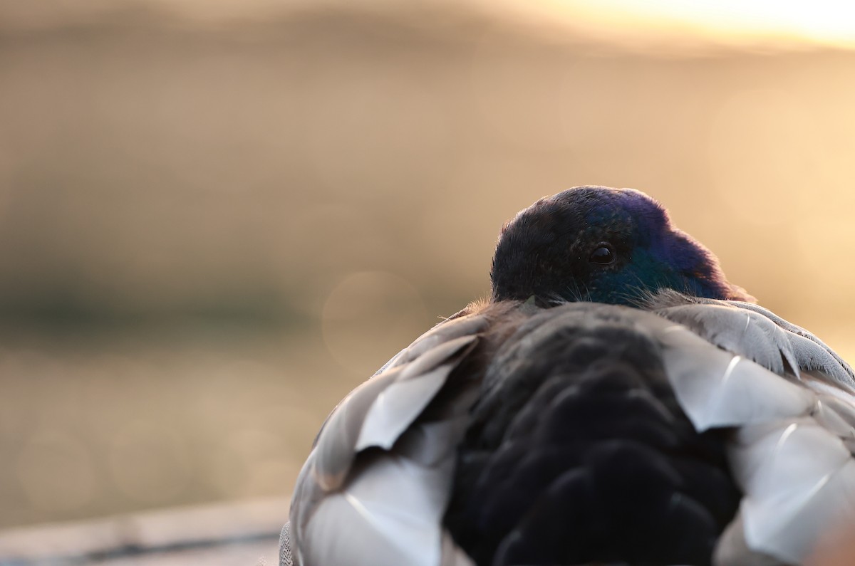 Кряква - ML645999430