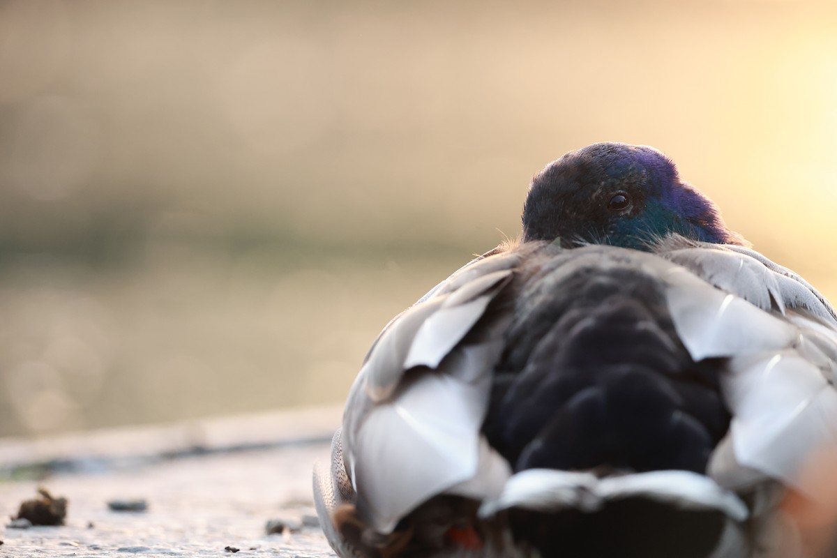 Кряква - ML645999431