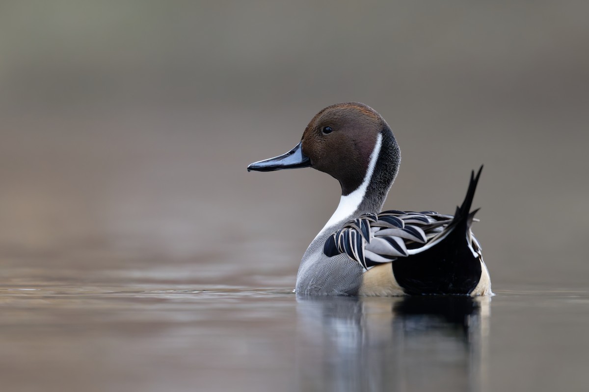 Northern Pintail - ML645999432