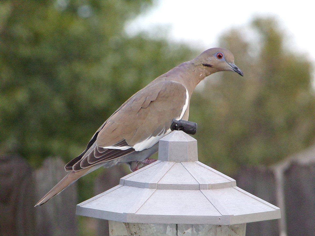 Белокрылая горлица - ML645999433