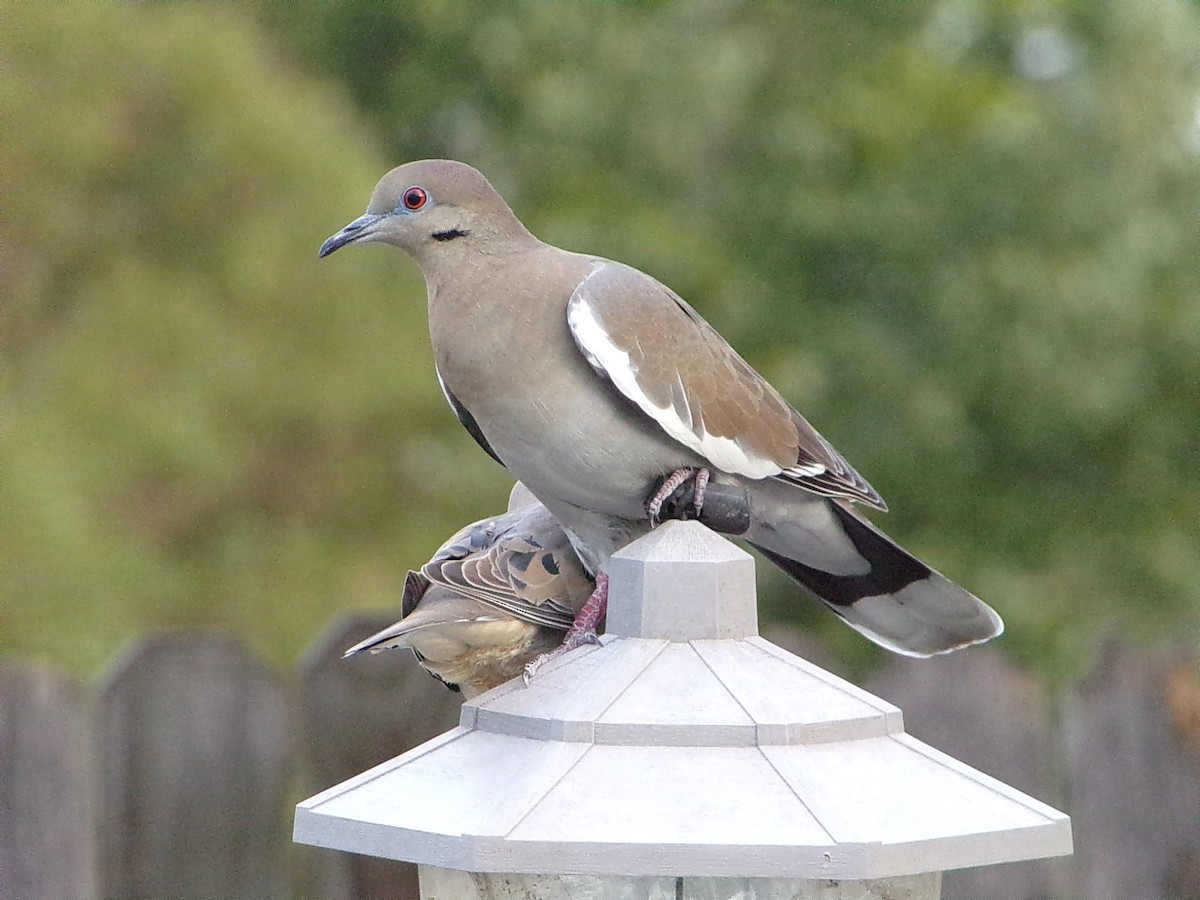 Белокрылая горлица - ML645999434