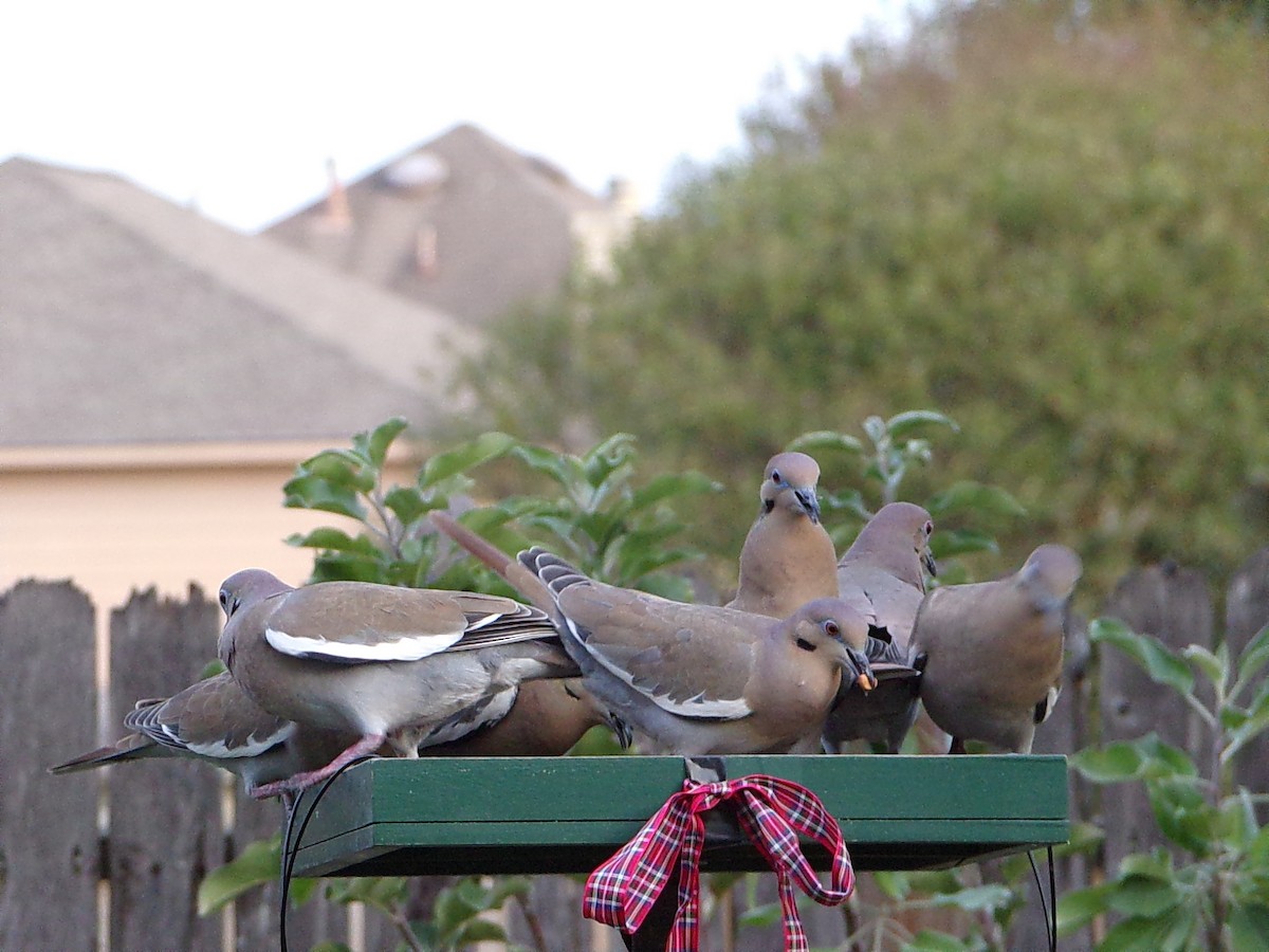 Белокрылая горлица - ML645999435