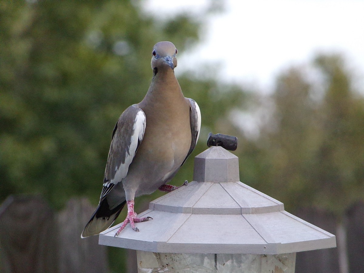 Белокрылая горлица - ML645999436