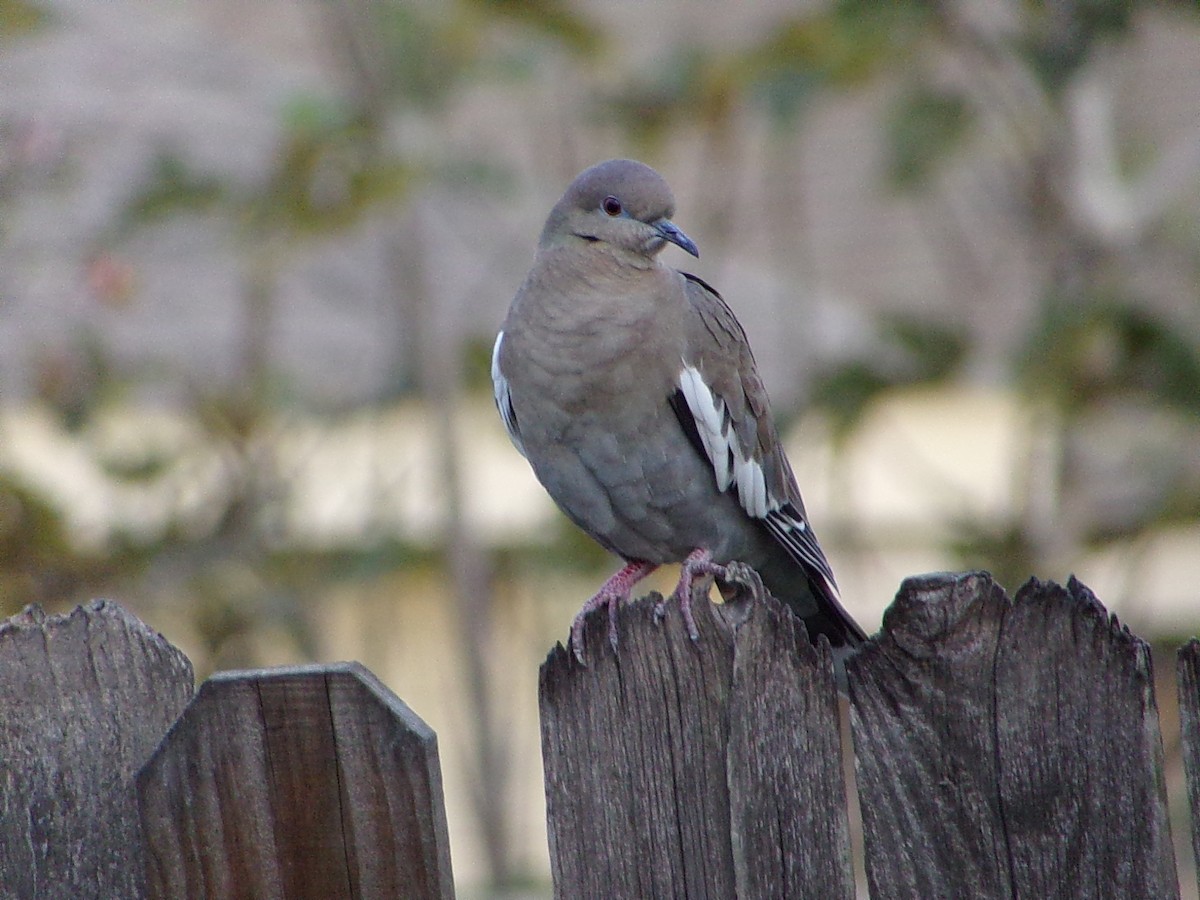 Белокрылая горлица - ML645999437